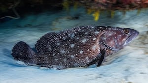 First recorded sighting of fish species in Abu Dhabi hailed as 'biodiversity milestone' 