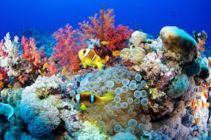 Oceans face unprecedented challenges, says UAE Climate Minister