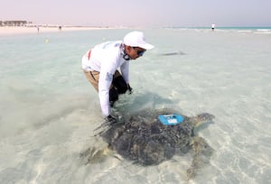 How Abu Dhabi's ban on single-use plastic bags is saving precious turtles